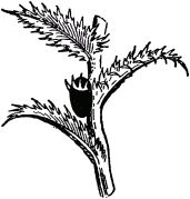 Жан-Анри Фабр - Жизнь насекомых. Рассказы энтомолога