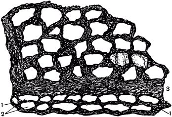 Жан-Анри Фабр - Жизнь насекомых. Рассказы энтомолога