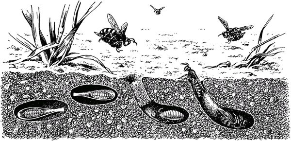 Жан-Анри Фабр - Жизнь насекомых. Рассказы энтомолога