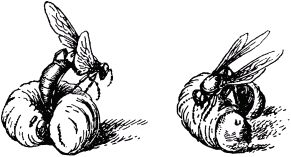 Жан-Анри Фабр - Жизнь насекомых. Рассказы энтомолога