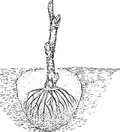 Оксана Петросян - Садовые деревья и кустарники