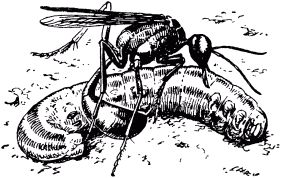 Жан-Анри Фабр - Жизнь насекомых. Рассказы энтомолога