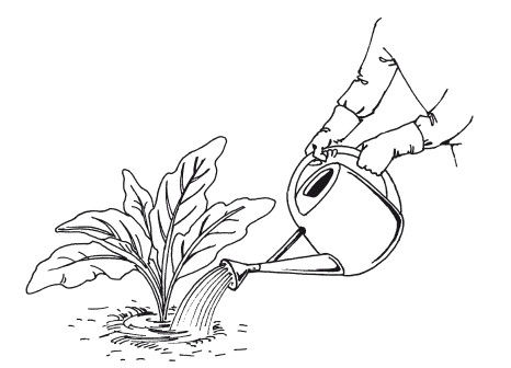 Елена Шкитина - Выращивание основных видов овощных культур. Технология богатых...