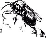 Жизнь насекомых. Рассказы энтомолога