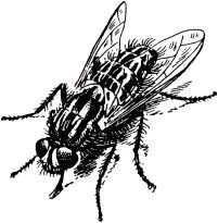 Жан-Анри Фабр - Жизнь насекомых. Рассказы энтомолога