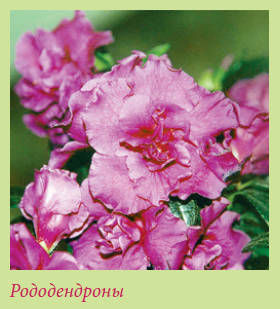 Мария Згурская - Китайский и японский сад