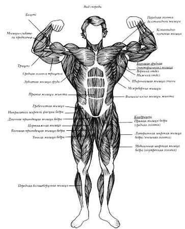 Арнольд Шварценеггер, Билл Доббинс - Новая энциклопедия бодибилдинга. Кн.2....