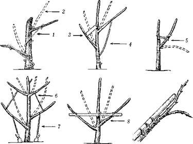 Оксана Петросян - Садовые деревья и кустарники