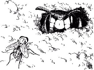 Жан-Анри Фабр - Жизнь насекомых. Рассказы энтомолога