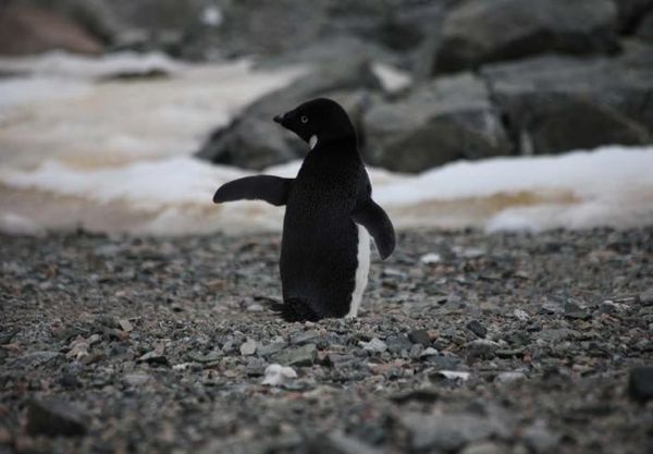 Владимир Ромашкин - Загадки исчезнувших цивилизаций. Часть I. Загадочная Антарктида