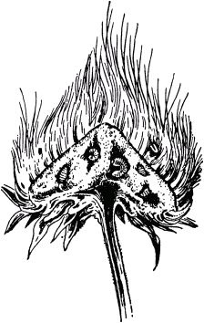 Жан-Анри Фабр - Жизнь насекомых. Рассказы энтомолога