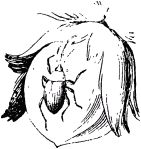 Жизнь насекомых. Рассказы энтомолога