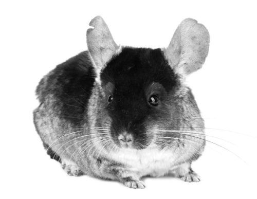 Ольга Зьомко, Дмитрий Сухаревский - Как заработать на фотографии в Интернете