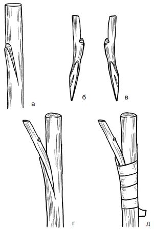 Галина Серикова - Прививка плодовых деревьев: распространенные ошибки и секреты...