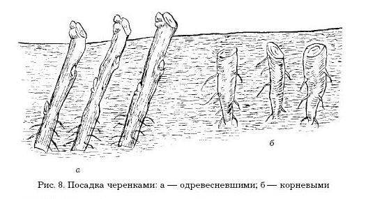 Оксана Петросян - Садовые деревья и кустарники