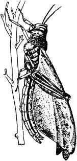 Жан-Анри Фабр - Жизнь насекомых. Рассказы энтомолога