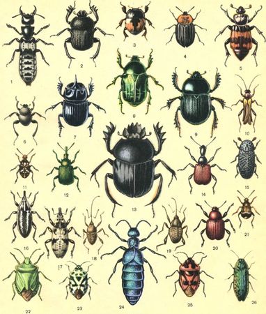 Жан-Анри Фабр - Жизнь насекомых. Рассказы энтомолога