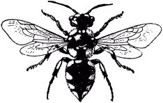 Жизнь насекомых. Рассказы энтомолога