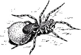 Жан-Анри Фабр - Жизнь насекомых. Рассказы энтомолога