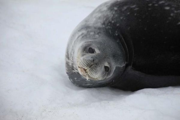 Владимир Ромашкин - Загадки исчезнувших цивилизаций. Часть I. Загадочная Антарктида