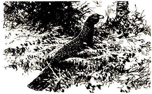 Валерий Янковский - Тигр, олень, женьшень