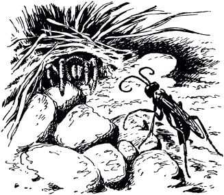 Жан-Анри Фабр - Жизнь насекомых. Рассказы энтомолога