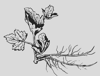 Николай Звонарев - Крыжовник. Сажаем, выращиваем, заготавливаем