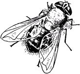 Жан-Анри Фабр - Жизнь насекомых. Рассказы энтомолога