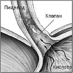 Константин Монастырский - Функциональное питание