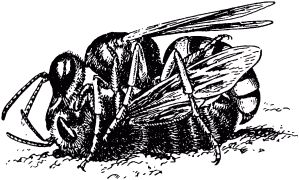 Жан-Анри Фабр - Жизнь насекомых. Рассказы энтомолога