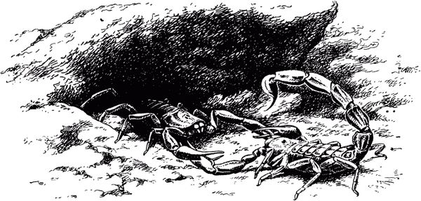 Жан-Анри Фабр - Жизнь насекомых. Рассказы энтомолога