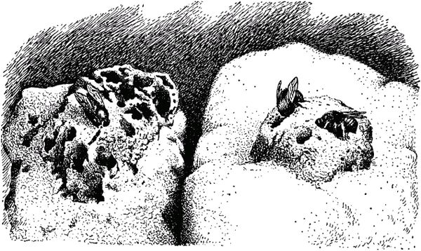 Жан-Анри Фабр - Жизнь насекомых. Рассказы энтомолога