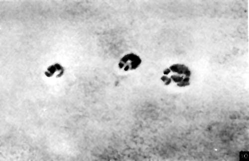 Роальд Потапов - Неведомый Памир