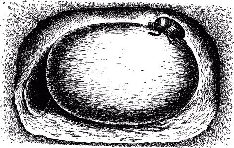 Жан-Анри Фабр - Жизнь насекомых. Рассказы энтомолога