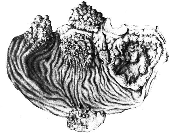 Коллектив авторов - Избранные лекции по факультетской хирургии: учебное пособие