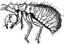 Жизнь насекомых. Рассказы энтомолога