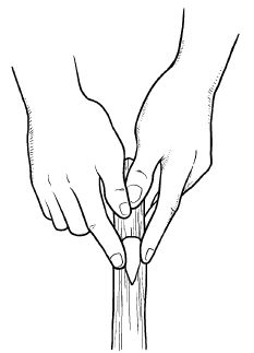 Галина Серикова - Прививка плодовых деревьев: распространенные ошибки и секреты...