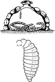 Жан-Анри Фабр - Жизнь насекомых. Рассказы энтомолога
