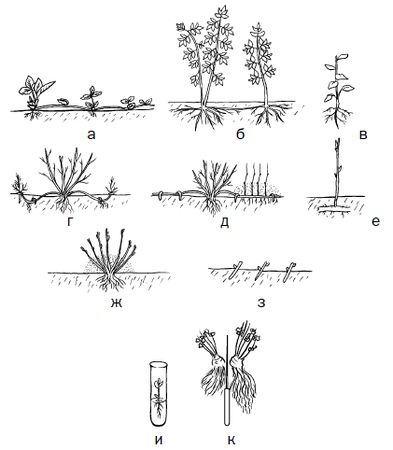Галина Серикова - Прививка плодовых деревьев: распространенные ошибки и секреты...