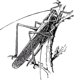 Жан-Анри Фабр - Жизнь насекомых. Рассказы энтомолога