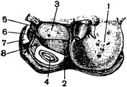 Жизнь насекомых. Рассказы энтомолога