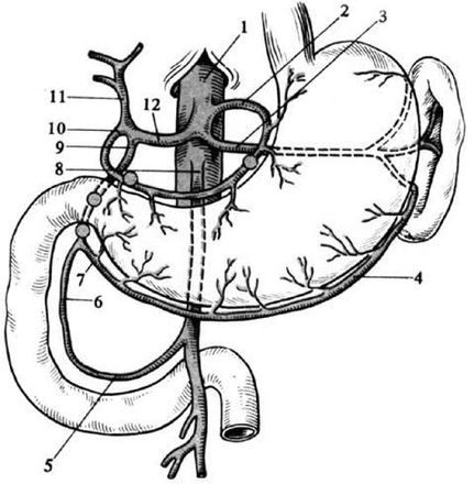Коллектив авторов - Избранные лекции по факультетской хирургии: учебное пособие