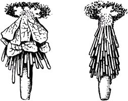 Жан-Анри Фабр - Жизнь насекомых. Рассказы энтомолога