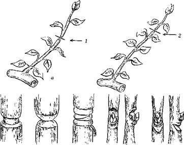 Оксана Петросян - Садовые деревья и кустарники