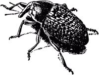 Жан-Анри Фабр - Жизнь насекомых. Рассказы энтомолога