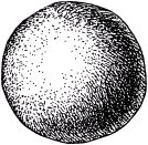 Жизнь насекомых. Рассказы энтомолога