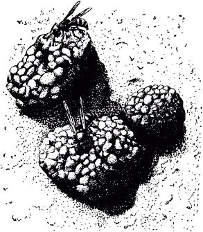 Жан-Анри Фабр - Жизнь насекомых. Рассказы энтомолога