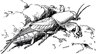 Жан-Анри Фабр - Жизнь насекомых. Рассказы энтомолога