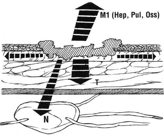 Коллектив авторов - Избранные лекции по факультетской хирургии: учебное пособие