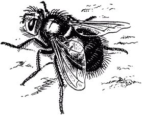 Жан-Анри Фабр - Жизнь насекомых. Рассказы энтомолога